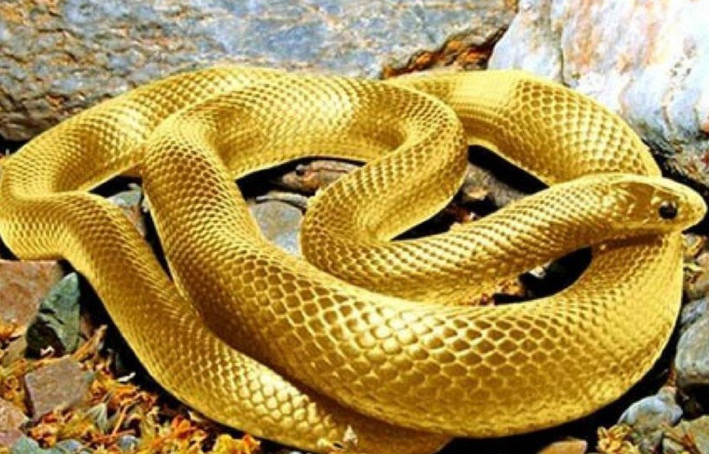 Mơ thấy rắn và điềm báo của giấc chiêm bao