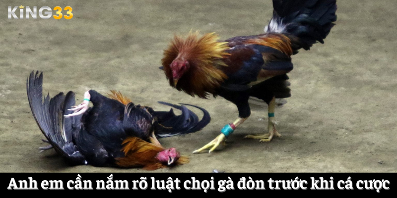 Anh em cần nắm rõ luật chọi gà đòn trước khi cá cược