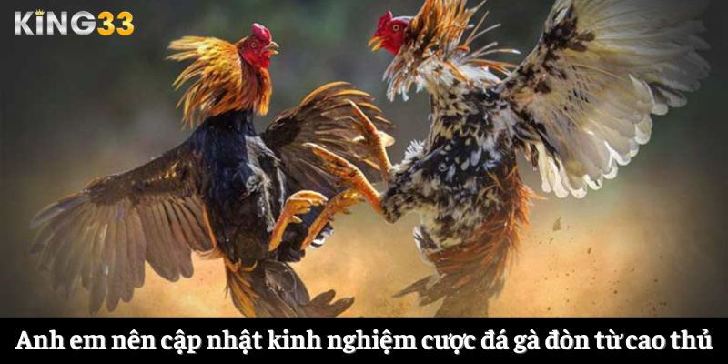 Anh em nên cập nhật kinh nghiệm cược đá gà đòn từ cao thủ