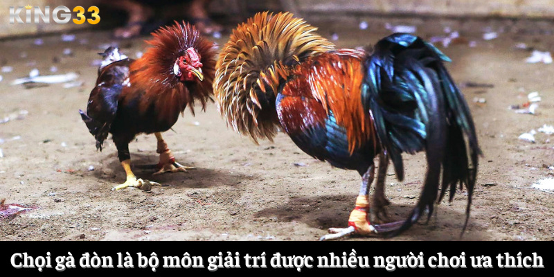 Chọi gà đòn là bộ môn giải trí được nhiều người chơi ưa thích