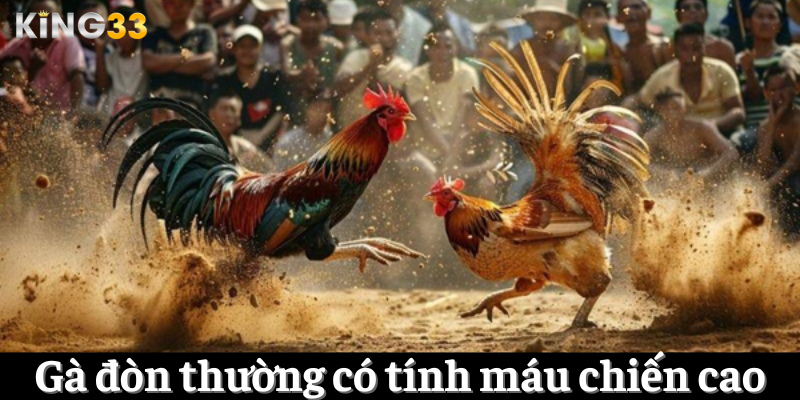 Gà đòn thường có tính máu chiến cao